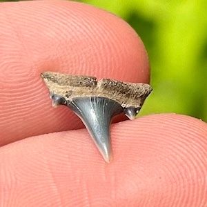 Belgium Fossil Sand Tiger Sharks Tooth QUALITY Pliocene Age Shark Teeth