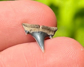 Belgium Fossil Sand Tiger Sharks Tooth QUALITY Pliocene Age Shark Teeth