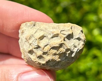 May include: A small, beige fossil with a textured, honeycomb-like pattern. The fossil is held in a hand, with a blurred green background. The fossil's surface has a rough, irregular texture, and the overall shape is rounded.