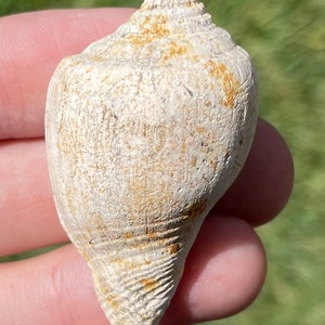 France Fossil Gastropod Athleta labrella Eocene Age Shell