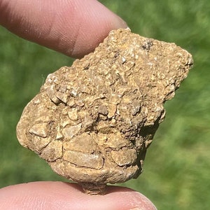 Alabama Fossil Crinoid Zeacrinus wortheni Rare Mississippian Trilobite Age