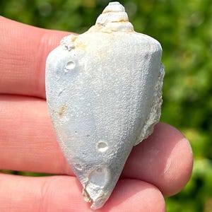 Florida Fossil Gastropod Orthaulax hernandoensis 1.7” Oligocene Age Suwannee Formation