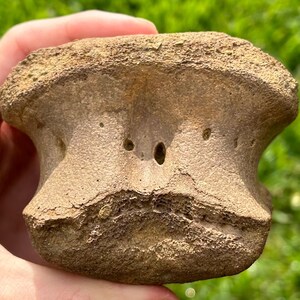 BIG Dinosaur Vertebrae Fossil Hadrosaur or Ceratopsian Judith River Formation