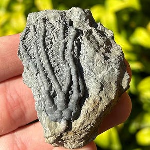 NICE Fossil Crinoid Barycrinus rhombiferous Edwardsville Formation Indiana