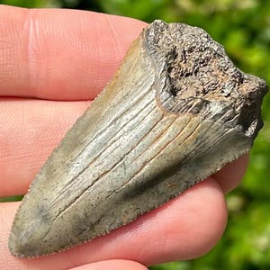 BIG Fossil Megalodon Sharks Tooth 2” Miocene Age South Carolina Shark Teeth
