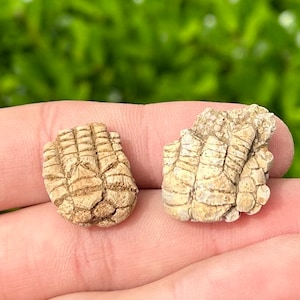Alabama Fossil Crinoids LOT OF 2 Phanocrinus and Cymbiocrinus Bangor Limestone Formation Mississippian Age