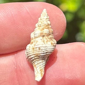 Texas Fossil Gastropod Latirus moorei Eocene Age Cook Mountain Formation Shell