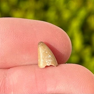Rare California Fossil Reptile ? Tooth Pliocene Age Paleontology East Bluff Fossils