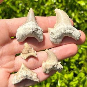Pathological Otodus obliquus Fossil Sharks Teeth LOT OF 5 Morocco Deformed Tooth