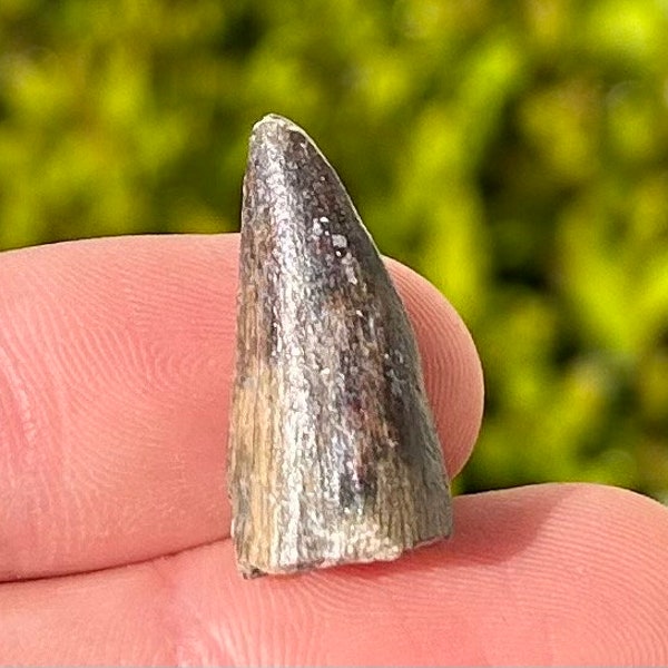 Fossil Crocodile Tooth from Niger Croc Dinosaur Tooth Cretaceous Age Elrhaz Formation Paleontology