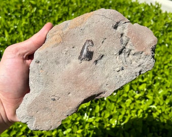 BIG Texas Fossil Mosasaur Tooth in Matrix Cretaceous Dinosaur Tooth Ozan Formation