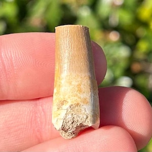 Morocco Fossil Mosasaur Tooth  Cretaceous Age Dinosaur Tooth