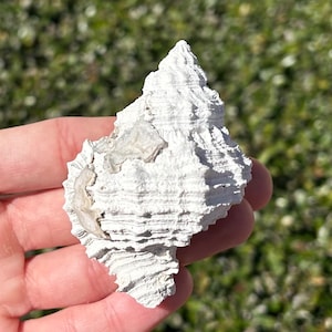 Florida Fossil Gastropod Phyllonotus pomum Pliocene Age Murex Shell