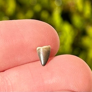 Rare California Fossil Reptile ? Tooth Pliocene Age Paleontology East Bluff Fossils