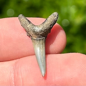 Belgium Fossil Sand Tiger Sharks Tooth QUALITY Pliocene Age Shark Teeth