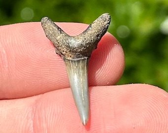 May include: A fossilized shark tooth with a gray and brown color. The tooth is pointed and has a V-shape.