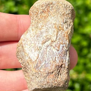 Texas Fossil Mosasaur Vertebrae Dinosaur Bone Ozan Formation Cretaceous Age