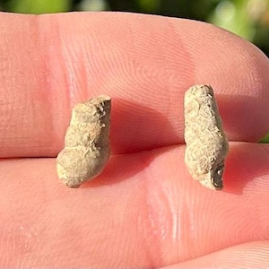 Texas Fossil Gastropods LOT OF 2 Pennsylvanian Age Shells Grahm Formation Collection