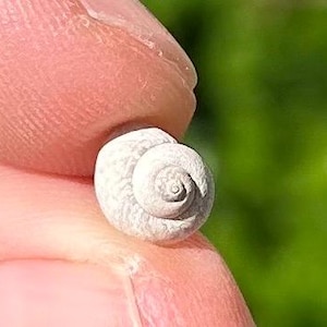 Italy Fossil Gastropod Clanculus jusseini Pliocene Age Trochidae Shell