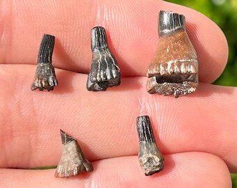 Texas Fossil Saw Fish Teeth LOT OF 5 Ischyrhiza Cretaceous Age Ozan Formation Fossils Collection
