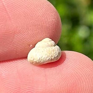 Italy Fossil Gastropod Clanculus jusseini Pliocene Age Trochidae Shell