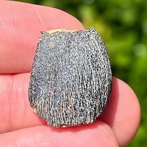 Rare Jurassic Sauropod Dinosaur Tooth Fossil Madagascar Isalo IIIb Formation