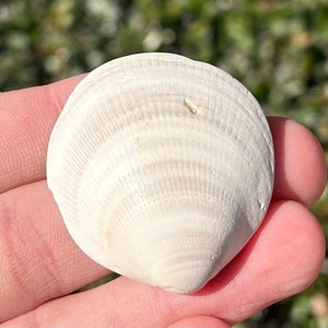 France Fossil Bivalve Discors discrepans Miocene Age Carditidae Shell