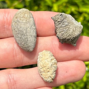 NICE Texas Fossil Shark Coprolite Poop LOT OF 3 Pennsylvanian Age Finis Shale