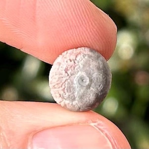 Cribanocrinus urceolatus Crinoid Fossil New Mexico Lake Valley Formation Rare