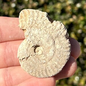 France Fossil Ammonite NICE Middle Jurassic Age French Fossils