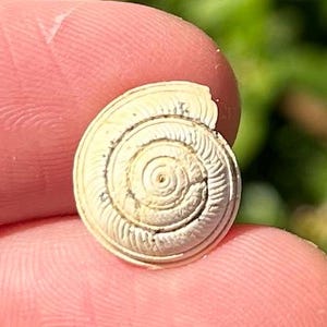 France Fossil Gastropod Solarium plicatulum Eocene Age French Shell