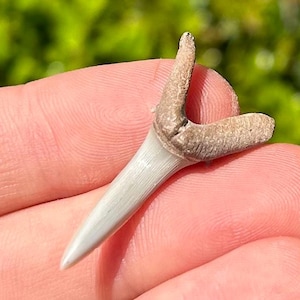 Kazakhstan Fossil Sand Tiger Sharks Tooth Eocene Age Shark Teeth
