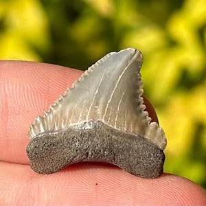 RARE Maryland Paleocarcharodon Fossil Sharks Tooth Pygmy White Shark Aquia Fm