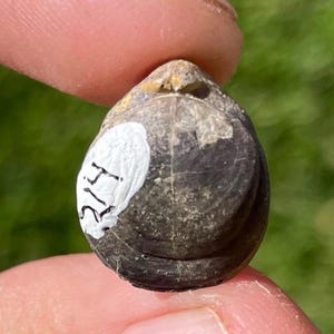 Germany Fossil Brachiopod Aulacothyris impressa Jurassic Age