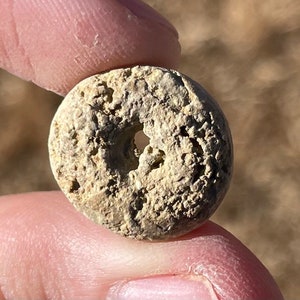 Alabama Fossil Crinoid Calyx Phanocrinus Mississippian Trilobite Age