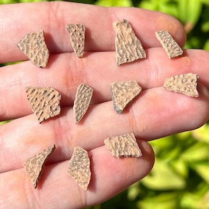 Theropod Dinosaur Eggshell Fossil ONE PER PURCHASE China Raptor Dino Egg