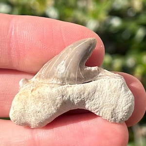 RARE Pathological Otodus Fossil Sharks Tooth Morocco Deformed Teeth