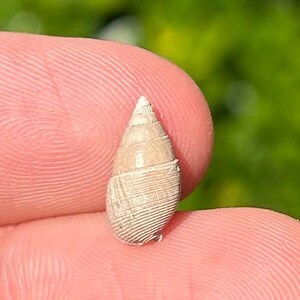 France Fossil Gastropod Nassarius striatus Pliocene Age Nassariidae Shell