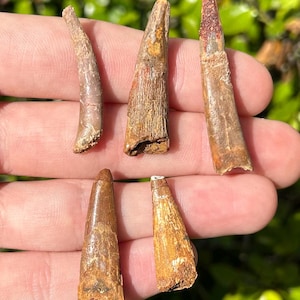 May include: Five fossilized teeth with varied brown, tan, and reddish-brown coloration. The specimens exhibit textured, weathered surfaces with visible vertical ridges and pointed tips, displaying natural mineralized patterns and irregular edges.