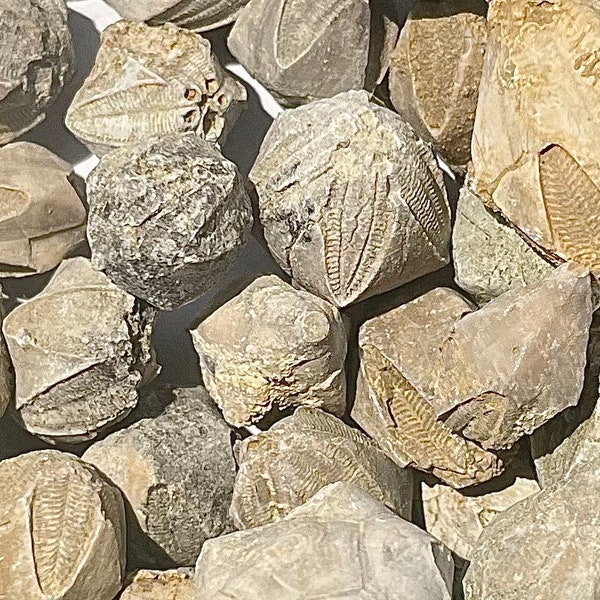 Alabama Fossil Blastoids Pentremites sp. Mississippian Trilobite Age ONE PER PURCHASE