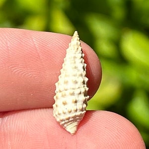 Bulgaria Fossil Gastropod Cerithium rubiginosum Miocene Age Shell