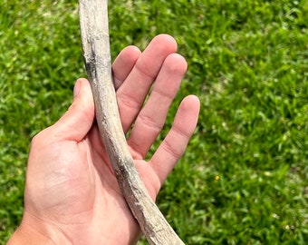 RARE Fossil Tylosaurus Mosasaur Rib Dinosaur Bone 12.5” Ozan Formation Cretaceous Age Aquatic Dinosaur