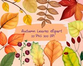 Fall Clipart, Thanksgiving Clipart, Fall Leaves Clipart Instant download set of hand drawn digital clipart PNG 300 dpi