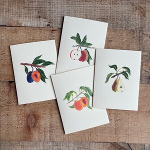 Fruits botaniques - Cartes illustrées à la main