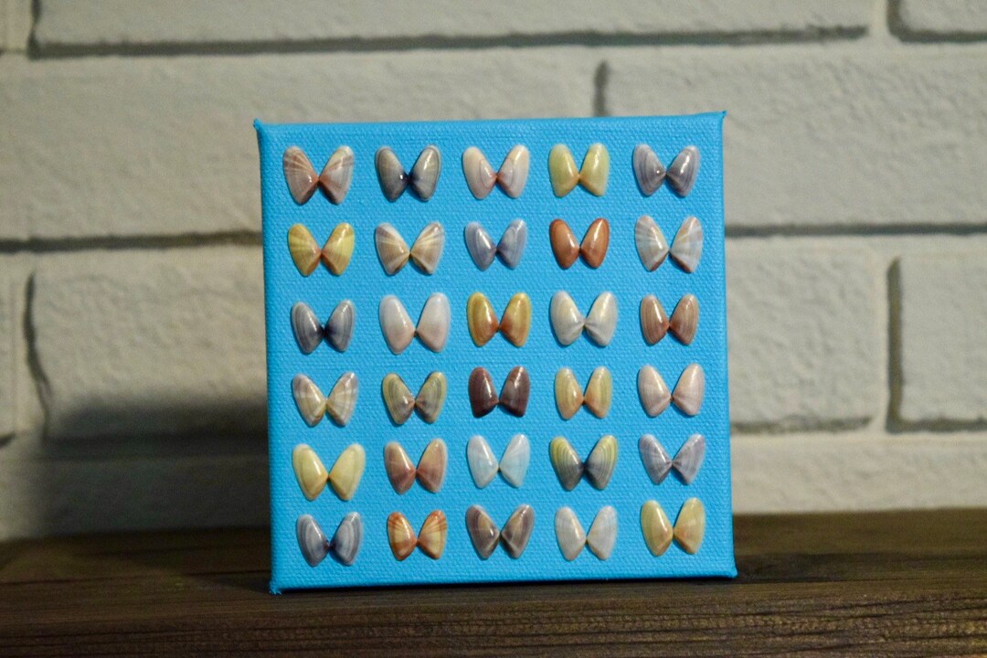 Coquina Shell Art on Mini Canvas - Etsy