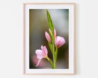 Pink flower - Photography Print Art Decor
