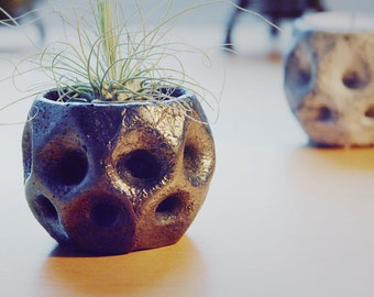 Air plant holder for tillandsias and tealight holders in organic graphite look.