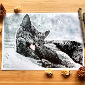 Handsome Boi Cat A4-A6 Prints and Postcards - by Nikita