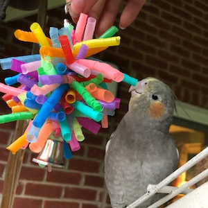 Jingly Q - Bird Toy for Small Parrots