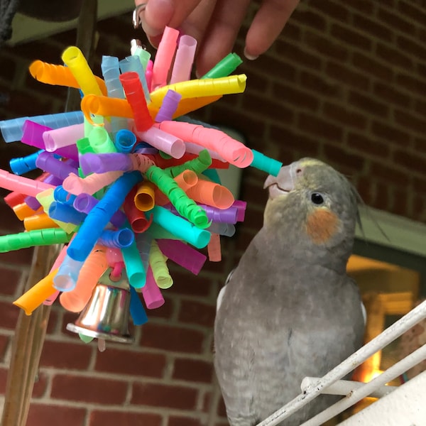 Jingly Q - Vogelspielzeug für Kleine Papageien